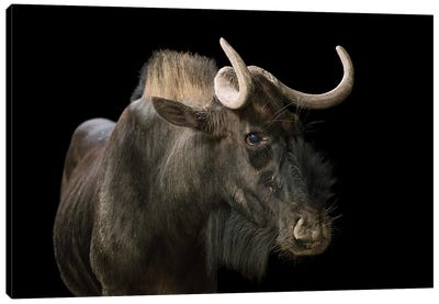 A Black Wildebeest Or White-Tailed Gnu At The Singapore Zoo Canvas Art Print - Antelope Art