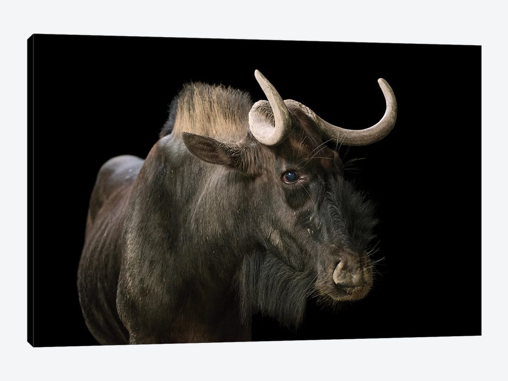 A Black Wildebeest Or White-Tailed Gnu At The Singapore Zoo by Joel Sartore 1-piece Canvas Art Print