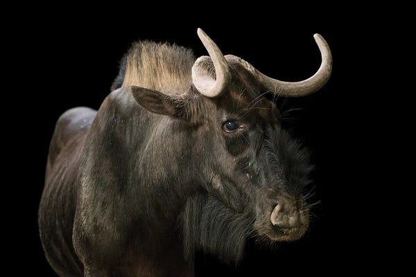 A Black Wildebeest Or White-Tailed Gnu At The Singapore Zoo