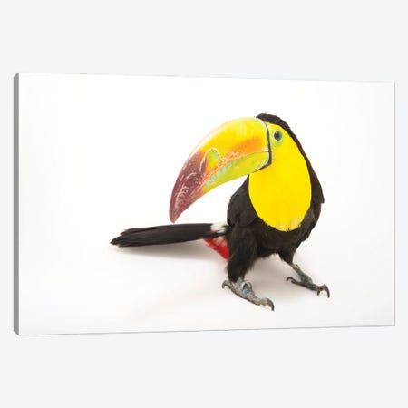 A Keel-Billed Toucan At Tracy Aviary Canvas Print #SRR110} by Joel Sartore Canvas Wall Art