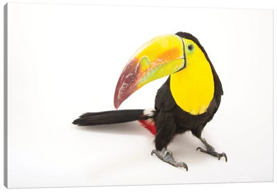 A Keel-Billed Toucan At Tracy Aviary Canvas Art Print