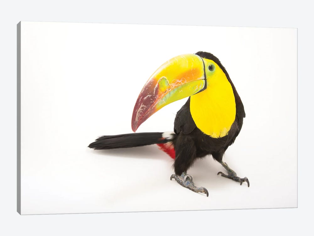 A Keel-Billed Toucan At Tracy Aviary by Joel Sartore 1-piece Canvas Wall Art