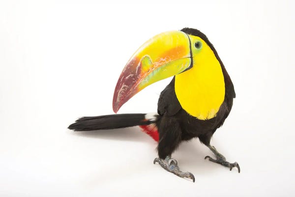 Joel Sartore: A Keel-Billed Toucan At Tracy Aviary by Joel Sartore