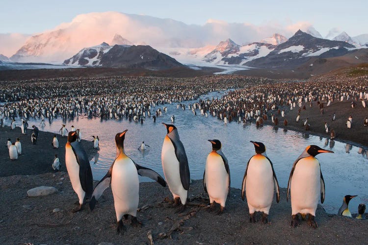 A King Penguin Rookery From South Georgia Island's St Andrews Bay