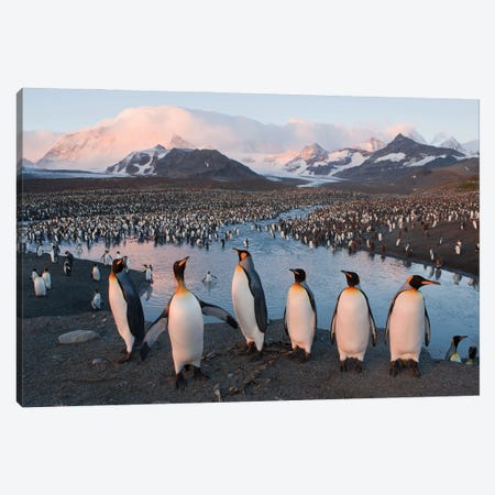 A King Penguin Rookery From South Georgia Island's St Andrews Bay Canvas Print #SRR111} by Joel Sartore Canvas Art