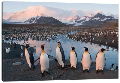 A King Penguin Rookery From South Georgia Island's St Andrews Bay Canvas Art Print - Joel Sartore