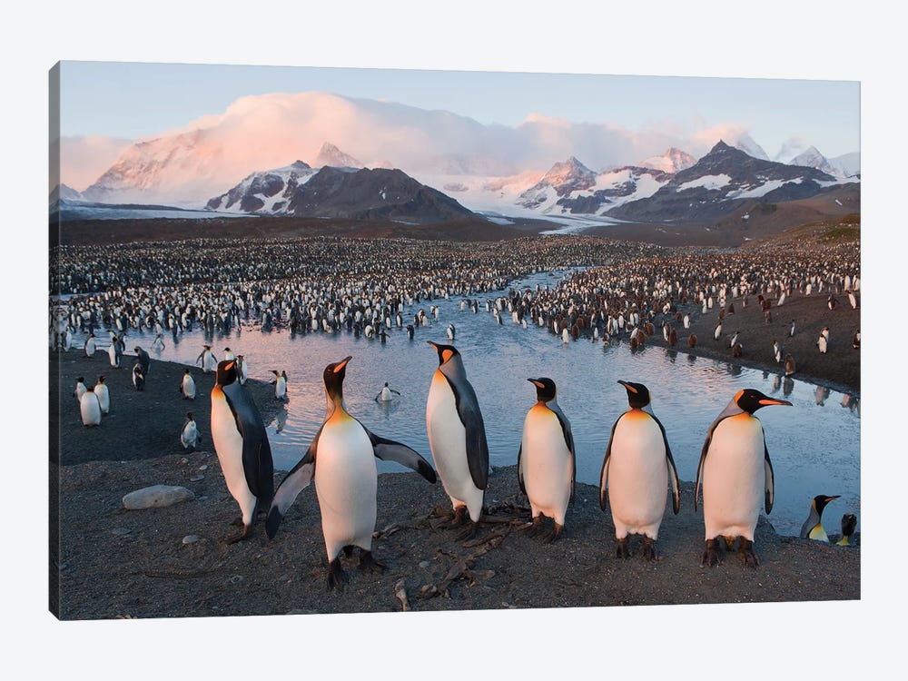 A King Penguin Rookery From South Georgia Island's St Andrews Bay by Joel Sartore 1-piece Canvas Art Print