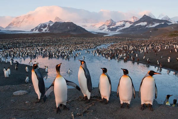 Penguins: A King Penguin Rookery From South Georgia Island's St Andrews Bay by Joel Sartore