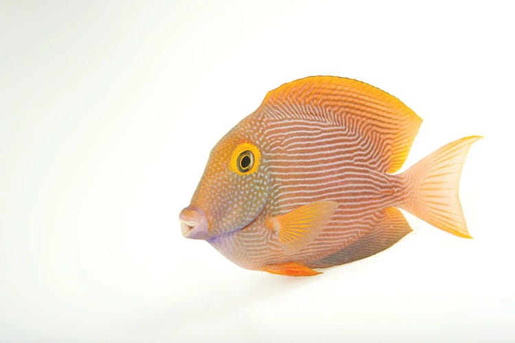 A Kole Tang At Omaha's Henry Doorly Zoo And Aquarium by Joel Sartore wall art