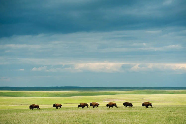 A Large Herd Of Bison Running Across The Prairie On The Triple U Bison Ranch Near Fort Pierre, South Dakota