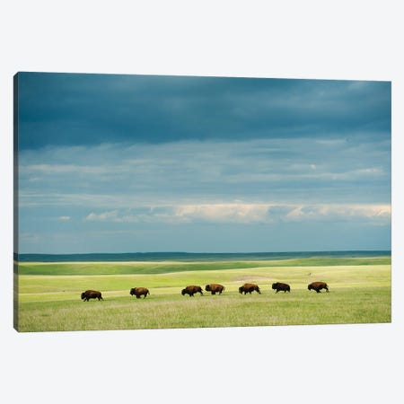 A Large Herd Of Bison Running Across The Prairie On The Triple U Bison Ranch Near Fort Pierre, South Dakota Canvas Print #SRR113} by Joel Sartore Canvas Wall Art