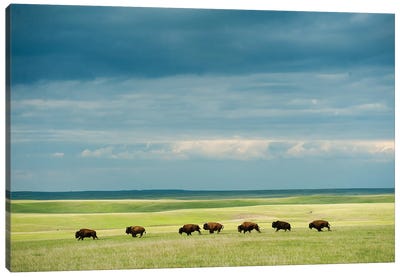 A Large Herd Of Bison Running Across The Prairie On The Triple U Bison Ranch Near Fort Pierre, South Dakota Canvas Art Print - Joel Sartore