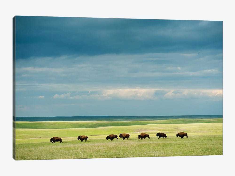 A Large Herd Of Bison Running Across The Prairie On The Triple U Bison Ranch Near Fort Pierre, South Dakota by Joel Sartore 1-piece Art Print