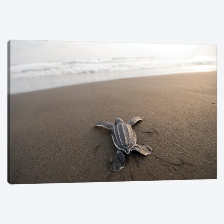 A Leatherback Sea Turtle Hatchling Crawls Toward The Ocean On Bioko Island, Equatorial Guinea Canvas Print #SRR114} by Joel Sartore Canvas Print