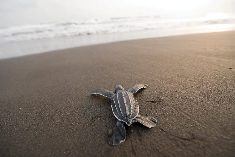 A Leatherback Sea Turtle Hatchling Crawls Toward The Ocean On Bioko Island, Equatorial Guinea