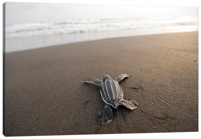 A Leatherback Sea Turtle Hatchling Crawls Toward The Ocean On Bioko Island, Equatorial Guinea Canvas Art Print