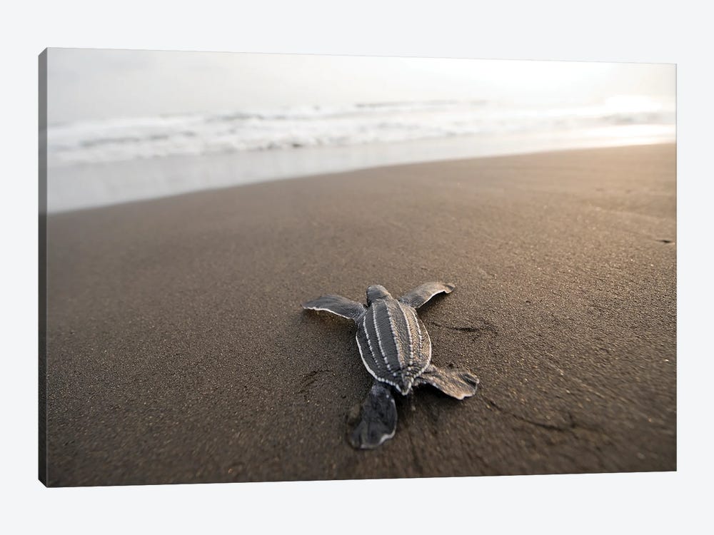 A Leatherback Sea Turtle Hatchling Crawls Toward The Ocean On Bioko Island, Equatorial Guinea by Joel Sartore 1-piece Canvas Artwork