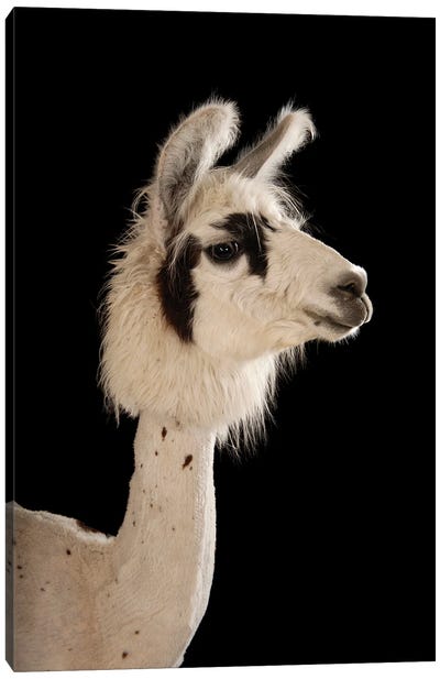 A Llama After A Recent Summer Haircut At The Lincoln Children's Zoo I Canvas Art Print - Llama & Alpaca Art