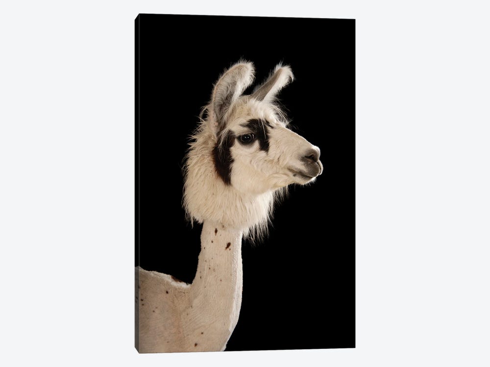 A Llama After A Recent Summer Haircut At The Lincoln Children's Zoo I by Joel Sartore 1-piece Art Print