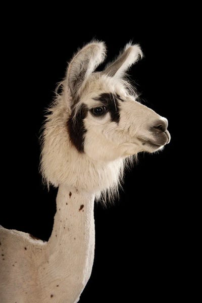 Minimalist Wildlife Photography: A Llama After A Summer Haircut I At The Lincoln Children's Zoo I by Joel Sartore