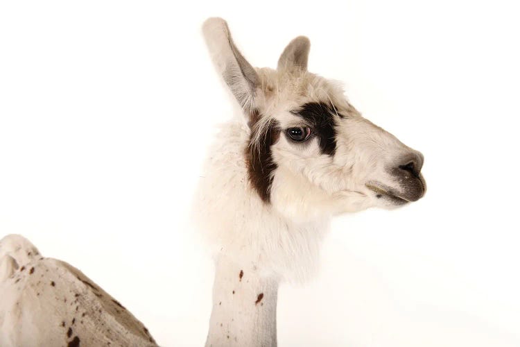 A Llama After A Recent Summer Haircut At The Lincoln Children's Zoo II