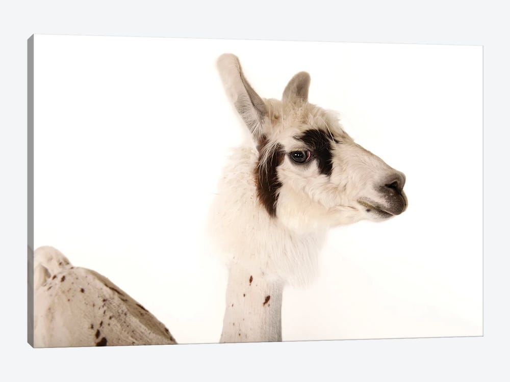 A Llama After A Recent Summer Haircut At The Lincoln Children's Zoo II by Joel Sartore 1-piece Canvas Wall Art