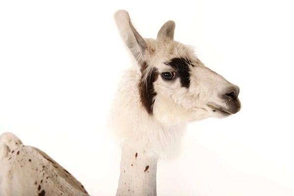 A Llama After A Summer Haircut II At The Lincoln Children's Zoo II