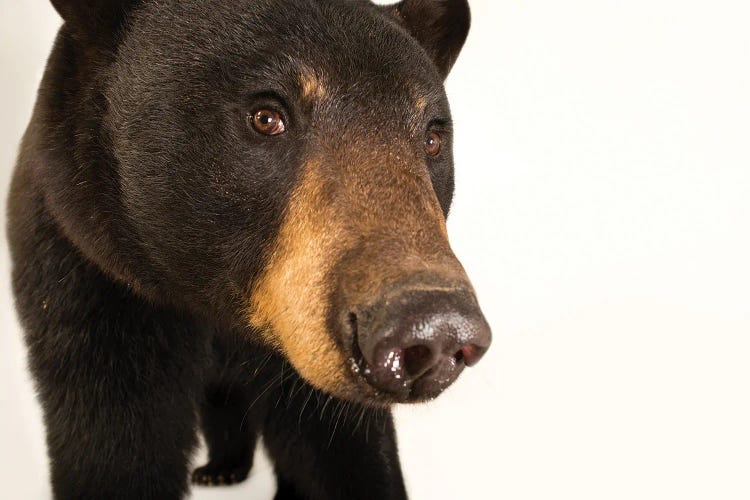 A Louisiana Black Bear At The Caldwell Zoo In Tyler, Texas