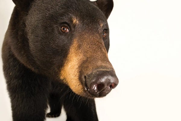 Joel Sartore: A Louisiana Black Bear At The Caldwell Zoo In Tyler, Texas by Joel Sartore