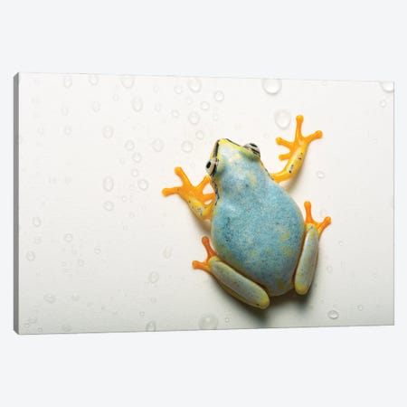 A Madagascar Reed Frog From The Plzen Zoo In The Czech Republic Canvas Print #SRR119} by Joel Sartore Canvas Art