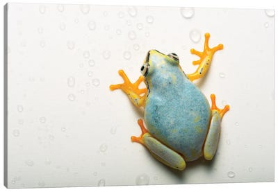 A Madagascar Reed Frog From The Plzen Zoo In The Czech Republic Canvas Art Print - Joel Sartore