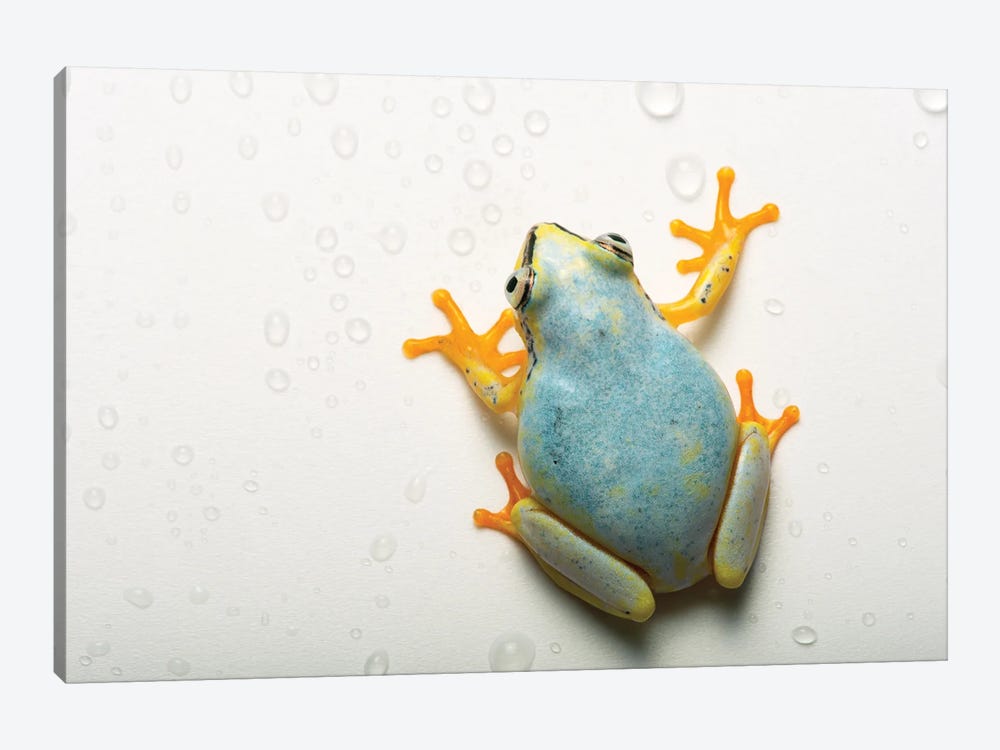 A Madagascar Reed Frog From The Plzen Zoo In The Czech Republic by Joel Sartore 1-piece Art Print