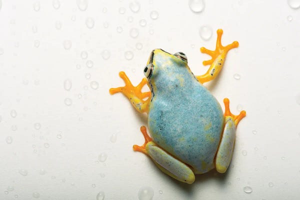 Frogs: A Madagascar Reed Frog From The Plzen Zoo In The Czech Republic by Joel Sartore