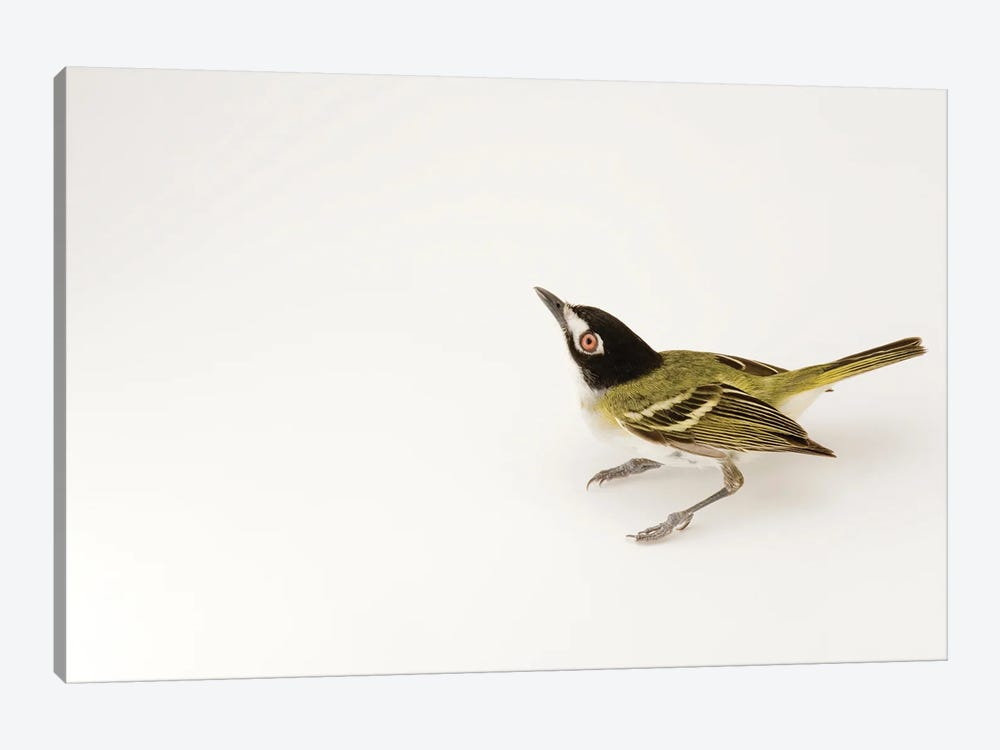 A Black-Capped Vireo At Fort Hood, Texas by Joel Sartore 1-piece Canvas Art