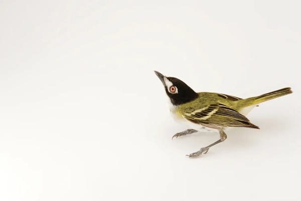 A Black-Capped Vireo At Fort Hood, Texas