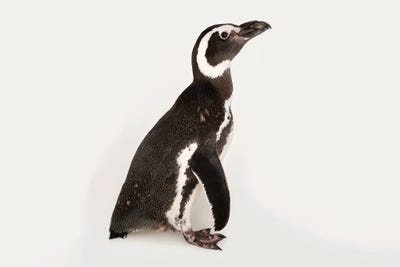 A Magellanic Penguin At The Cincinnati Zoo by Joel Sartore canvas print