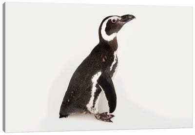 A Magellanic Penguin At The Cincinnati Zoo Canvas Art Print - Penguin Art