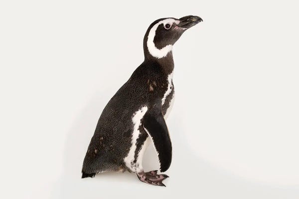 Penguins: A Magellanic Penguin At The Cincinnati Zoo by Joel Sartore