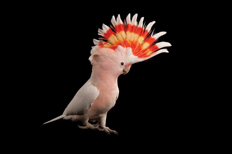 A Major Mitchell's Cockatoo At Parrots In Paradise by Joel Sartore wall art