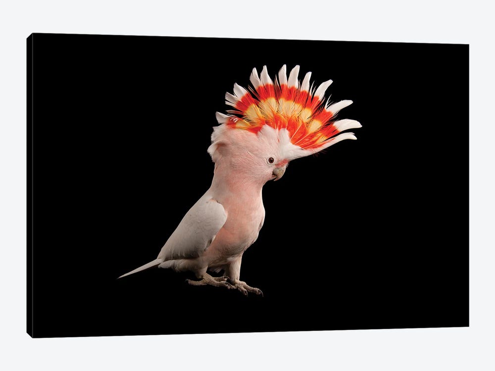 A Major Mitchell's Cockatoo At Parrots In Paradise by Joel Sartore 1-piece Canvas Artwork