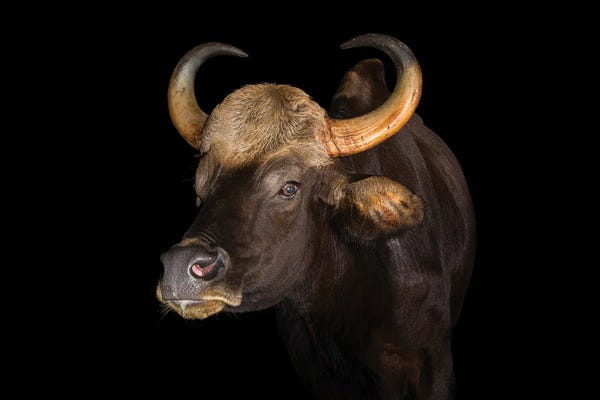 Bison & Buffaloes: A Malayan Gaur At Phnom Tamao Wildlife Rescue Center by Joel Sartore