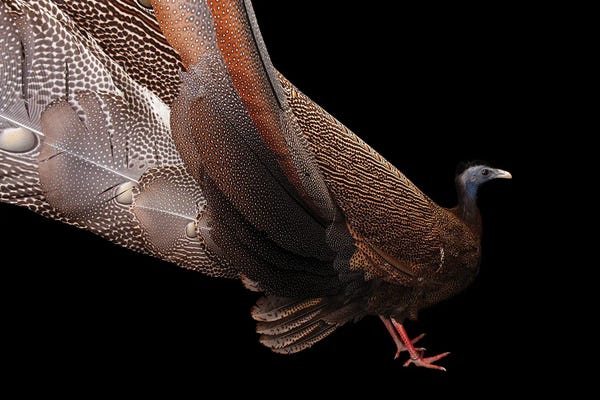 Joel Sartore: A Malayan Great Argus At The Houston Zoo by Joel Sartore