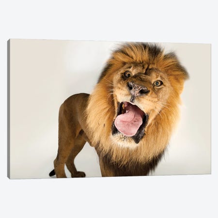 A Male African Lion At Omaha's Henry Doorly Zoo And Aquarium Canvas Print #SRR124} by Joel Sartore Canvas Artwork