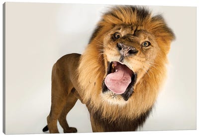 A Male African Lion At Omaha's Henry Doorly Zoo And Aquarium Canvas Art Print - Joel Sartore