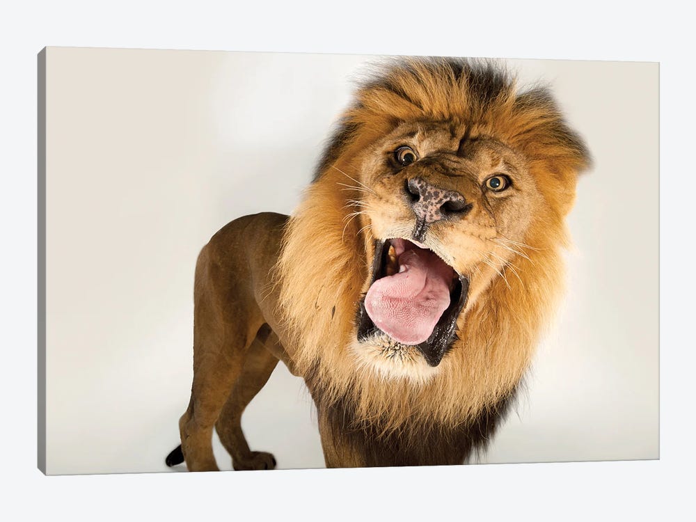 A Male African Lion At Omaha's Henry Doorly Zoo And Aquarium by Joel Sartore 1-piece Canvas Print