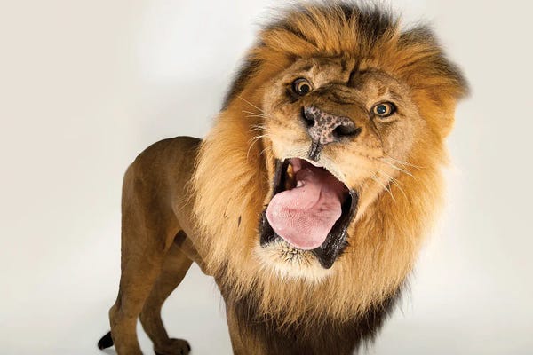 Joel Sartore: A Male African Lion At Omaha's Henry Doorly Zoo And Aquarium by Joel Sartore