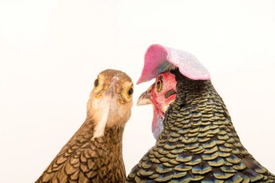 A Male And A Female Green Junglefowl At The Houston Zoo by Joel Sartore canvas print