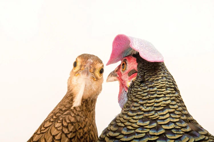 A Male And A Female Green Junglefowl At The Houston Zoo