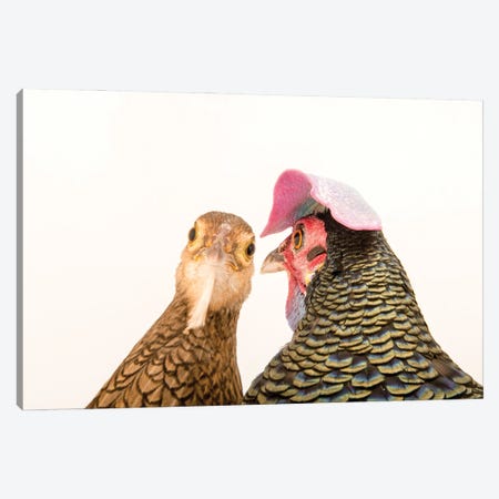 A Male And A Female Green Junglefowl At The Houston Zoo Canvas Print #SRR125} by Joel Sartore Canvas Artwork