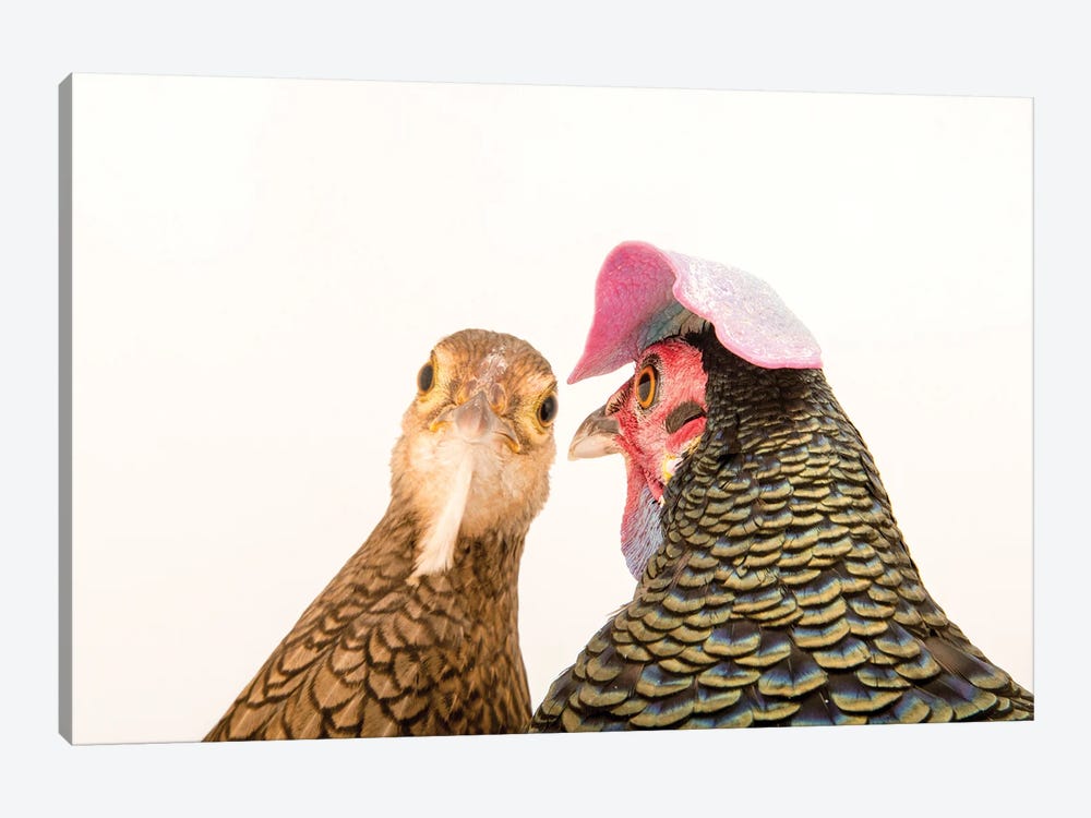 A Male And A Female Green Junglefowl At The Houston Zoo by Joel Sartore 1-piece Canvas Artwork